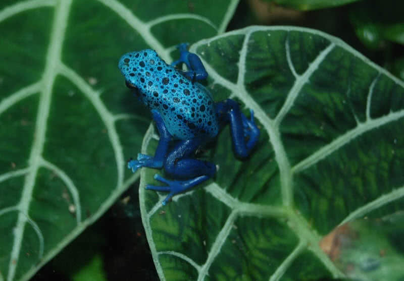 blue dart frog
