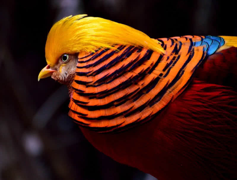 Top 10 Most Colorful Animals In The World - The Mysterious World