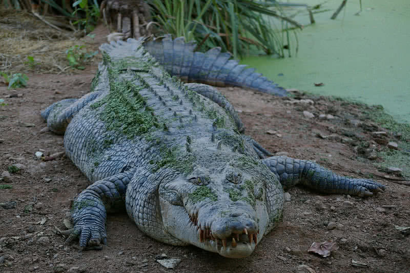 What is the largest reptile ever?