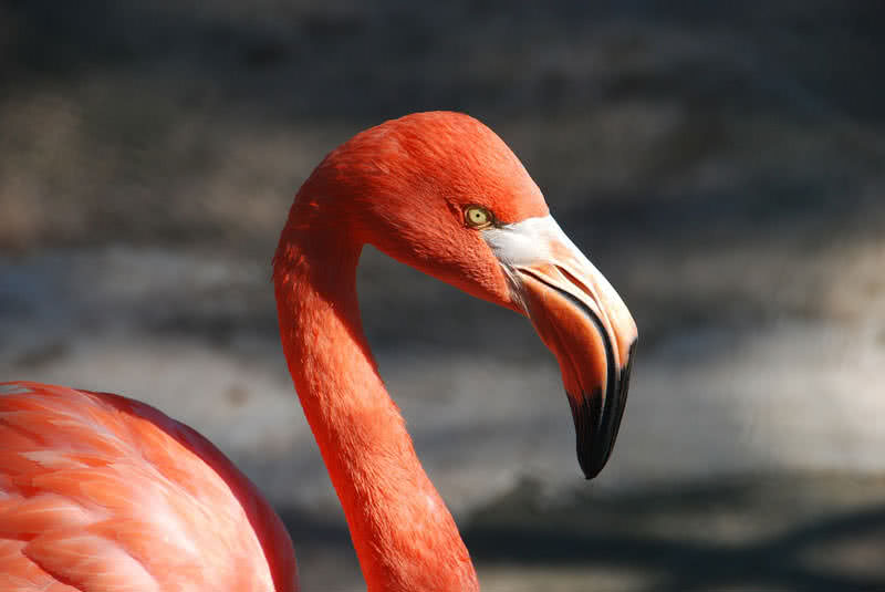 Top 10 Birds With Amazing Beaks 