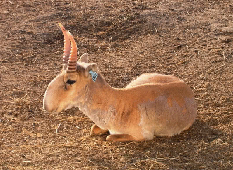 Top 9 Most Strange Looking Animals In The World - The Mysterious World