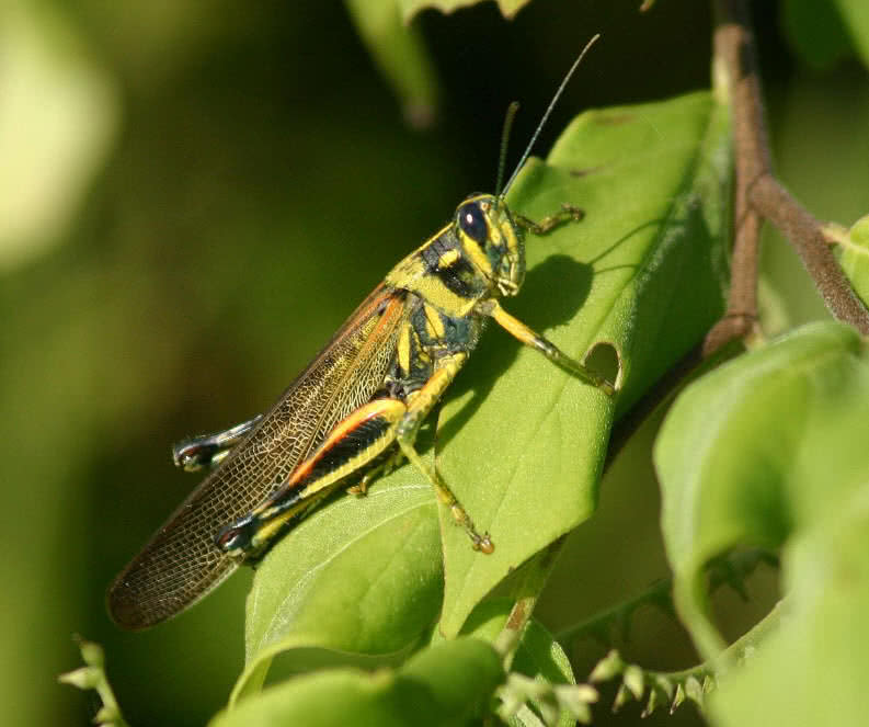 Top 10 Endemic Animals Of Galapagos Islands - The Mysterious World