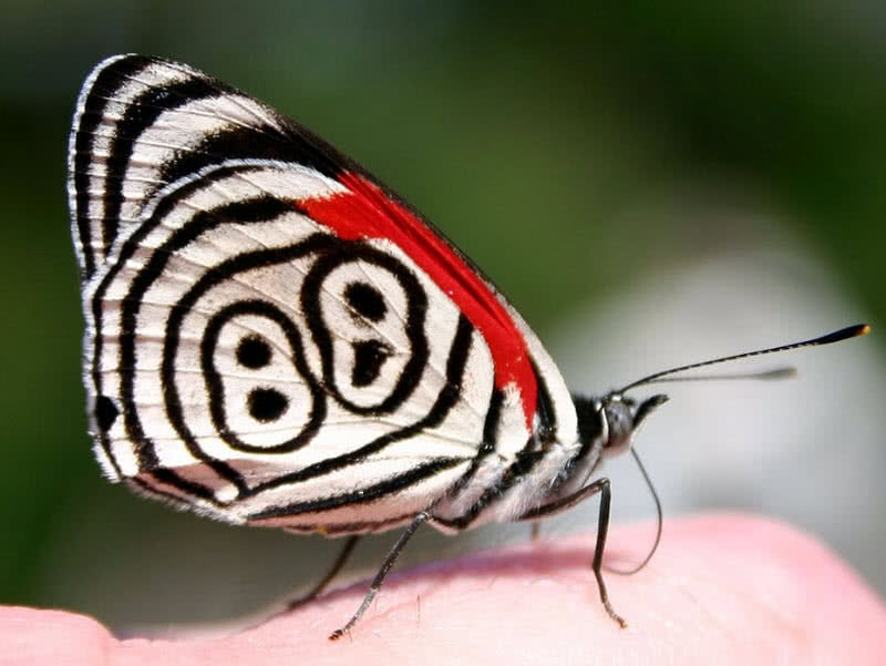 What Is The Most Unique Butterfly