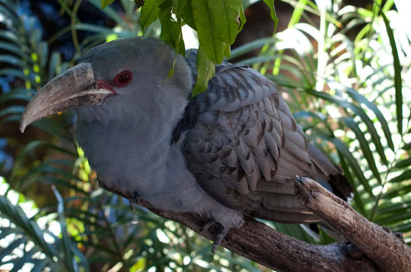 Top 10 Best Singing Birds In The World The Mysterious World