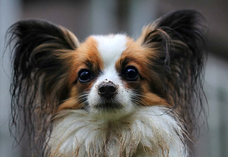 Top 10 Smallest Dog Breeds In The World - The Mysterious World