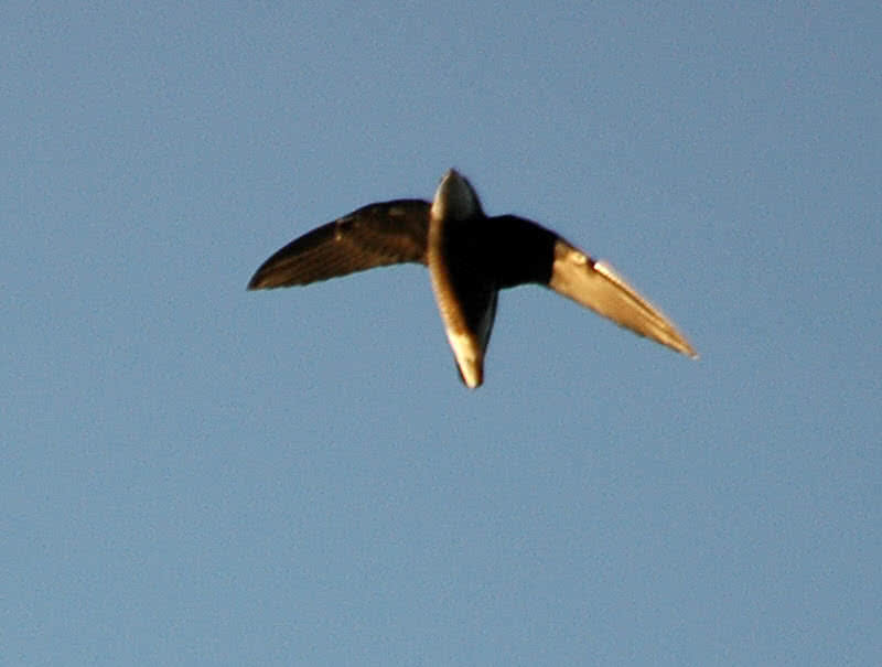 spinetailed swift