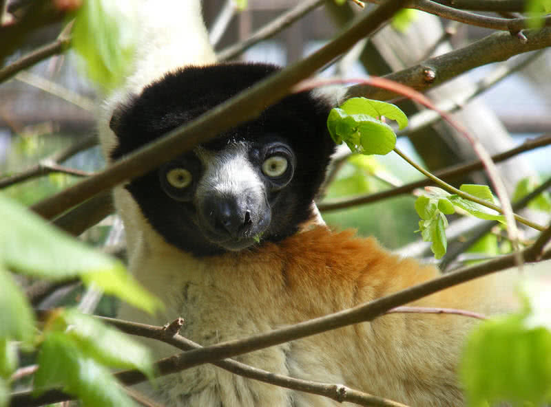 10 Amazing Animals Found Only In Madagascar The